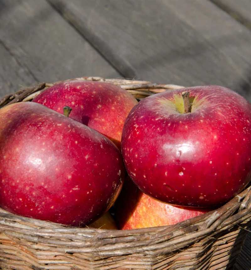 Apfelbaum Ingrid Marie 60-80cm - Edel Und Saftig 1 Apfelbaum Ingrid Marie 60-80cm - Edel Und Saftig