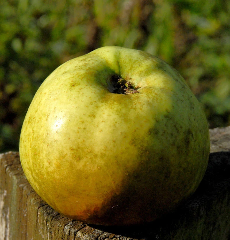 Apfelbaum Jakob Lebell 60-80cm -Herbstapfel Und Sauer 1 Apfelbaum Jakob Lebell 60-80cm -Herbstapfel Und Sauer