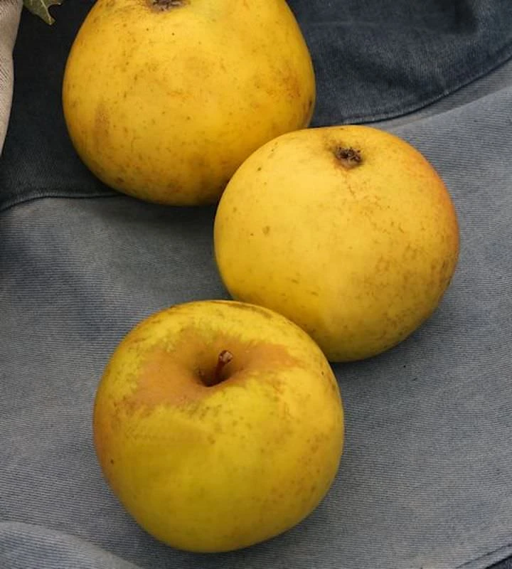 Apfelbaum Jeverraner Süßapfel 60-80cm - Säuerlich Und Trocken 1 Apfelbaum Jeverraner Süßapfel 60-80cm - Säuerlich Und Trocken