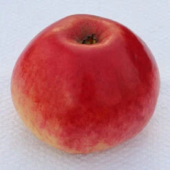 Apfelbaum Kaiser Alexander 60-80cm - Saftig Und Süßsauer