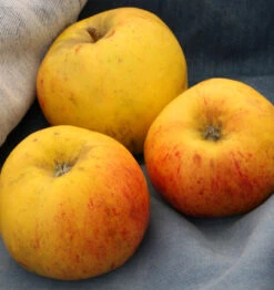 Apfelbaum Osterkamps Renette 60-80cm - Ein Winterapfel