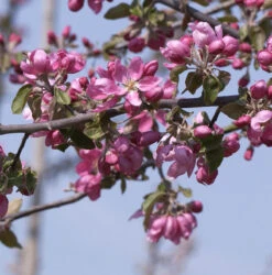 Hochstamm Zierapfelbaum Pom Pom 40-60cm - Malus Hybride