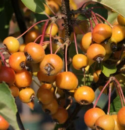 Hochstamm Zierapfelbaum Pom Zai 60-80cm - Malus Hybride