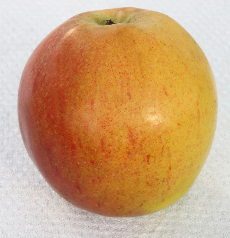 Apfelbaum Pommerscher Krummstiel 60-80cm - Fest Und Süßsauer 1 Apfelbaum Pommerscher Krummstiel 60-80cm - Fest Und Süßsauer