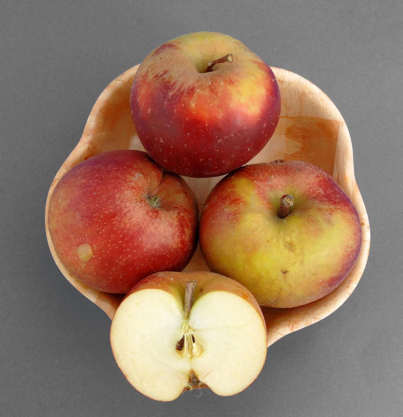 Apfelbaum Roter Boskoop 60-80cm - Winterapfel Süßsauer 1 Apfelbaum Roter Boskoop 60-80cm - Winterapfel Süßsauer