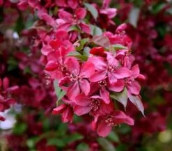 Zier Apfelbaum Royalty 60-80cm - Malus Royalty