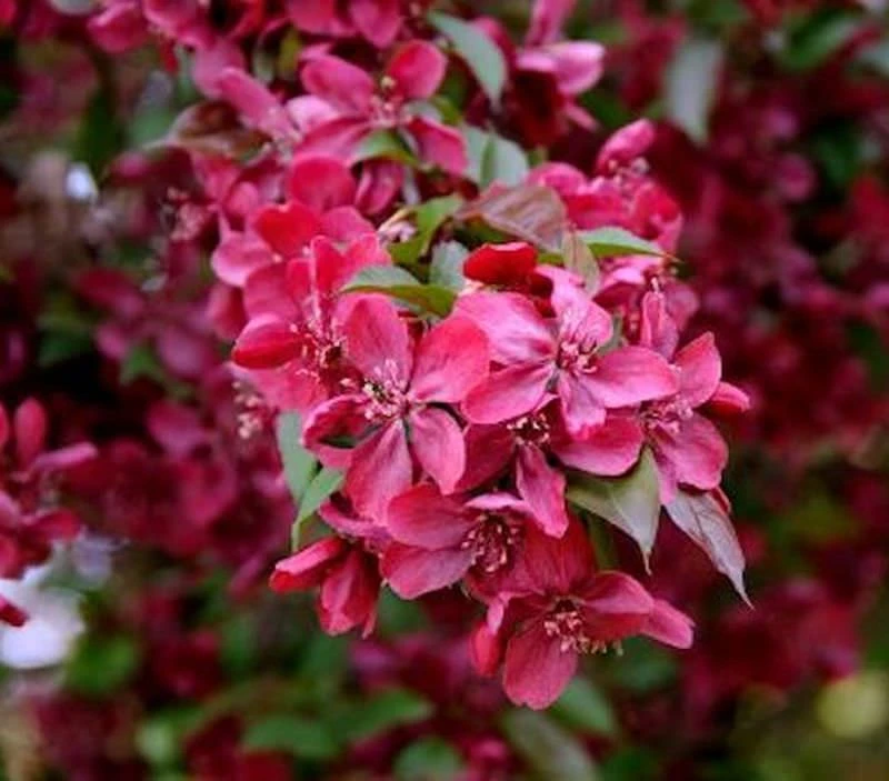 Hochstamm Zier Apfelbaum Royalty 100-125cm - Malus Royalty 1 Hochstamm Zier Apfelbaum Royalty 100-125cm - Malus Royalty