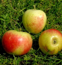 Apfelbaum Stark Earlist 60-80cm - Zart Und Edel