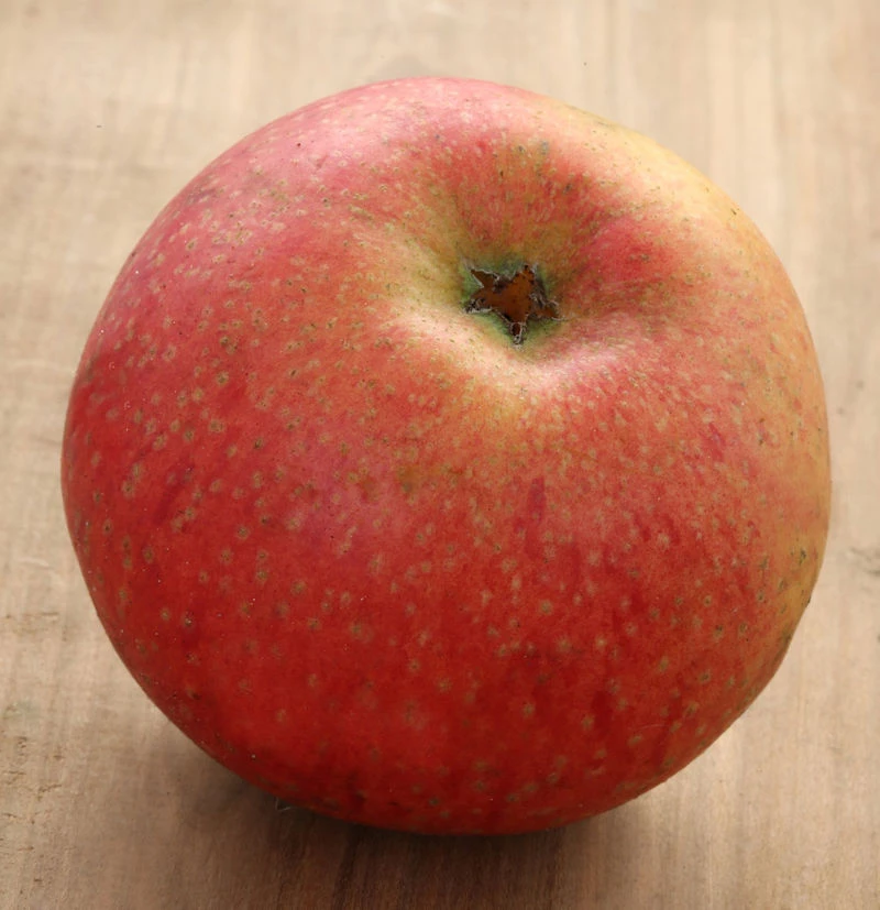 Apfelbaum Wildeshausener Goldrenette 60-80cm - Fest Und Knackig 1 Apfelbaum Wildeshausener Goldrenette 60-80cm - Fest Und Knackig