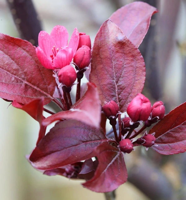 Hochstamm Rotlaubiger Zierapfel Scarletta 100-125cm - Malus Toringo 1 Hochstamm Rotlaubiger Zierapfel Scarletta 100-125cm - Malus Toringo
