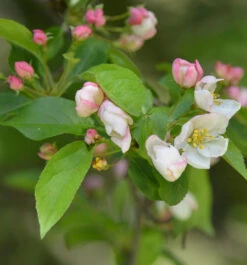 Kleinfruchtiger Zierapfel 80-100cm - Malus Toringo