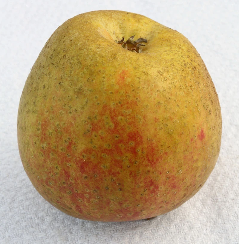 Apfelbaum Adamsparmäne 60-80cm - Fest Und Edel 1 Apfelbaum Adamsparmäne 60-80cm - Fest Und Edel