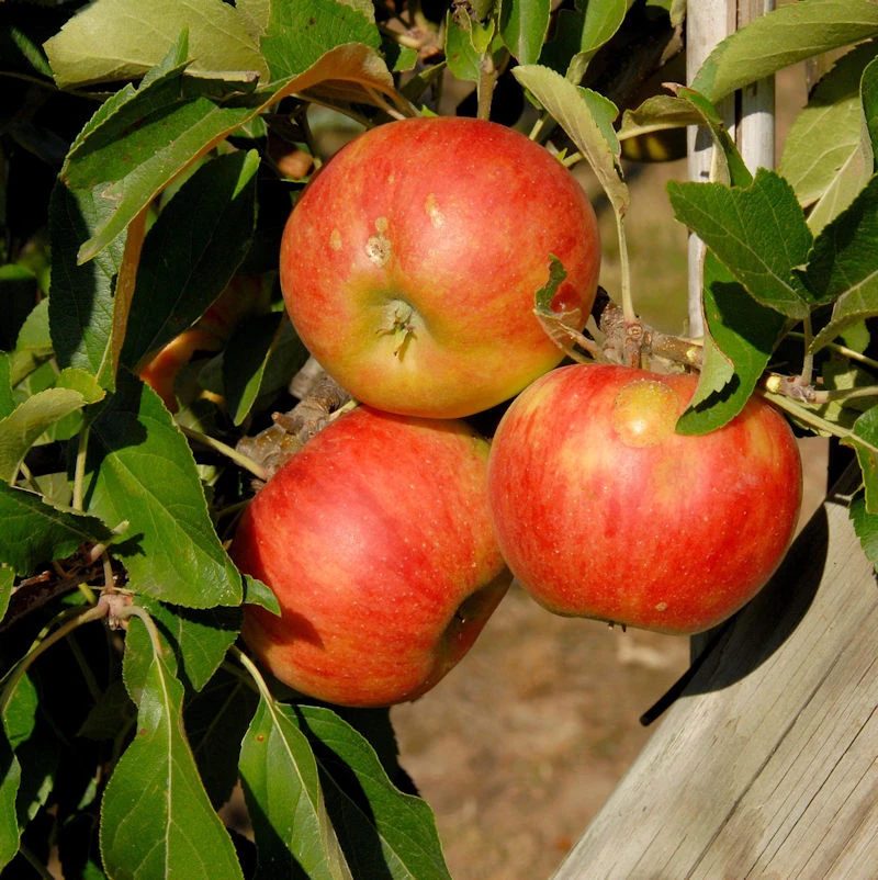 Apfelbaum Elstar 60-80cm - Feinwürzig Und Edel 1 Apfelbaum Elstar 60-80cm - Feinwürzig Und Edel
