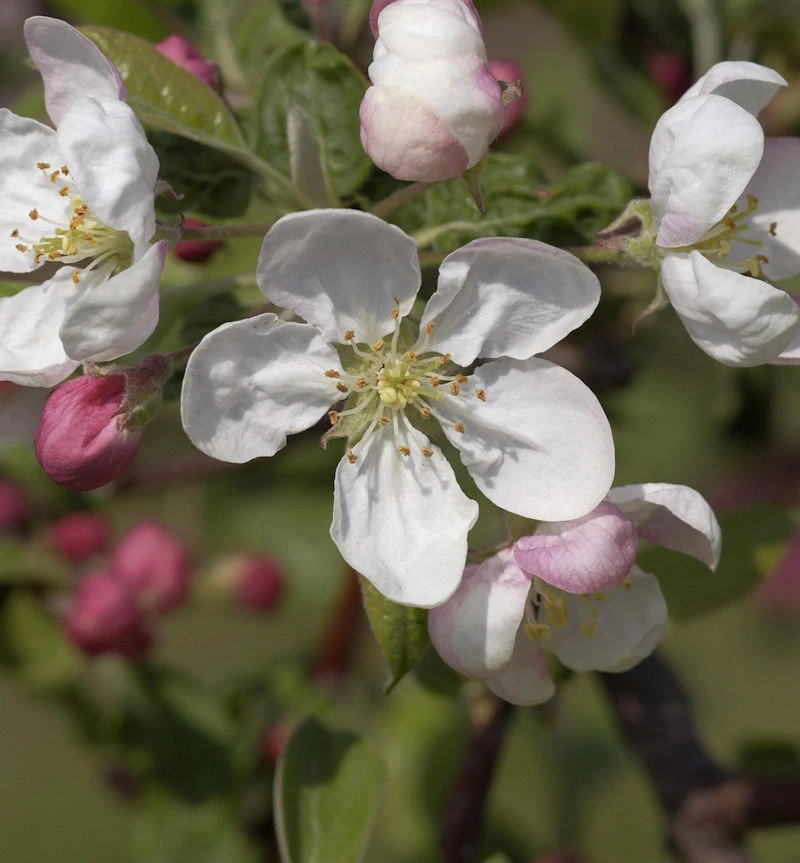 Hochstamm Zierapfel Evereste 40-60cm - Malus Hybride 1 Hochstamm Zierapfel Evereste 40-60cm - Malus Hybride
