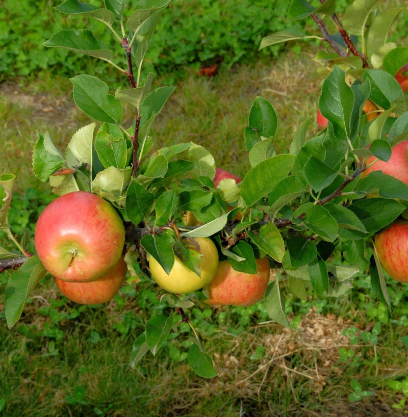 Apfelbaum Ingol 60-80cm - Guter Herbstsapfel 1 Apfelbaum Ingol 60-80cm - Guter Herbstsapfel
