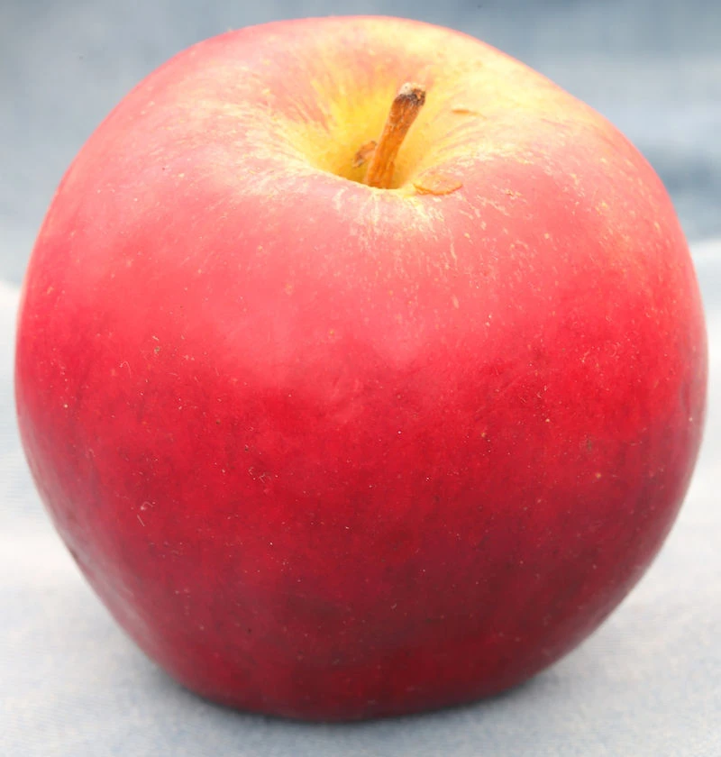 Apfelbaum Knebusch 60-80cm - Knackig Und Süß 1 Apfelbaum Knebusch 60-80cm - Knackig Und Süß