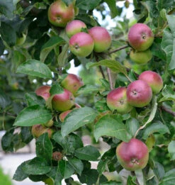 Apfelbaum Liberty 60-80cm - Winterapfel Knackig