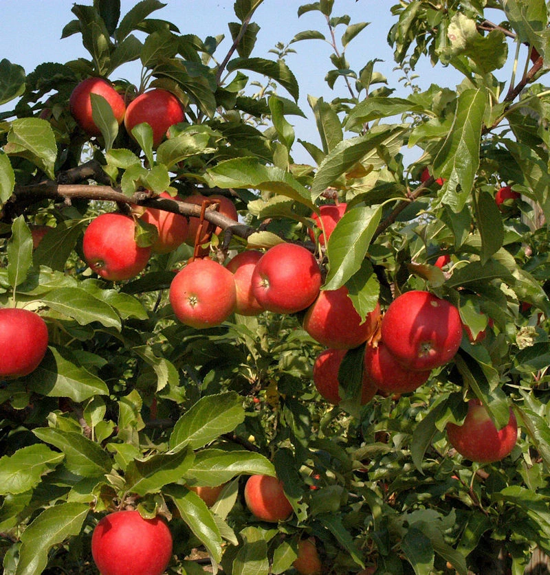 Apfelbaum Melrose 60-80cm - Feinwürzig Und Fest 1 Apfelbaum Melrose 60-80cm - Feinwürzig Und Fest