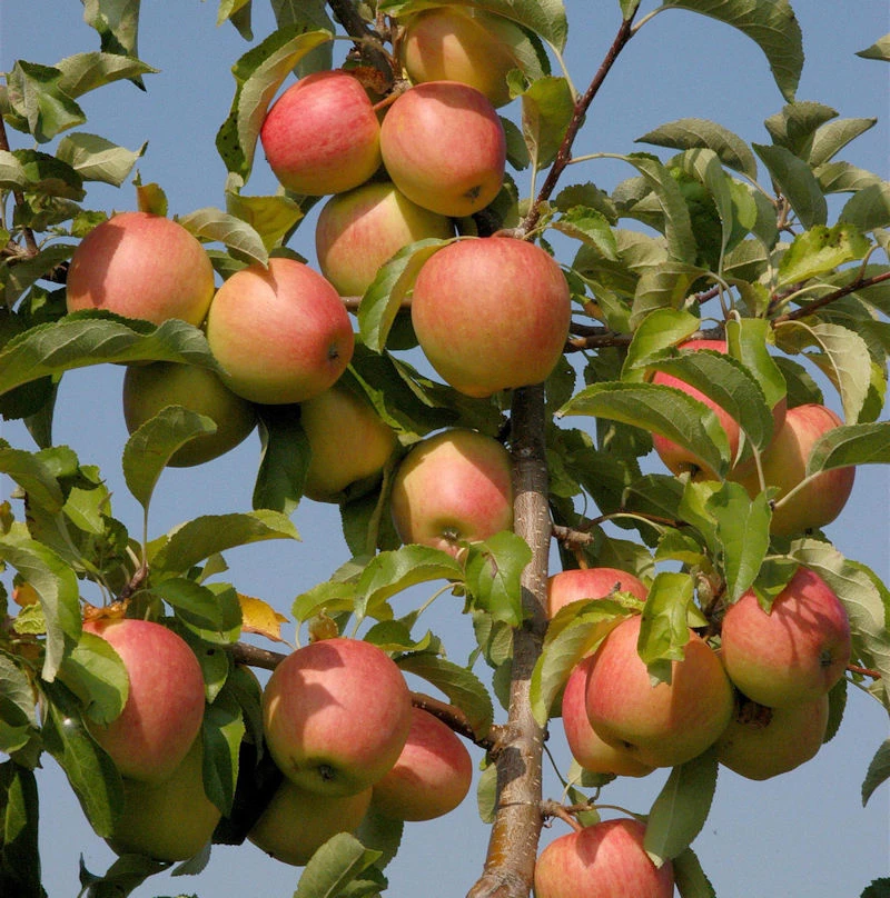 Apfelbaum Pinova 60-80cm - Süßsäuerlich Und Fest 1 Apfelbaum Pinova 60-80cm - Süßsäuerlich Und Fest