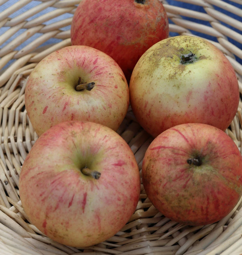 Apfelbaum Pison 60-80cm - Fest Und Sauer 1 Apfelbaum Pison 60-80cm - Fest Und Sauer