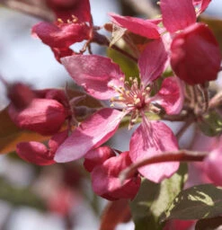 Zier Apfelbaum Profusion 100-125cm - Malus