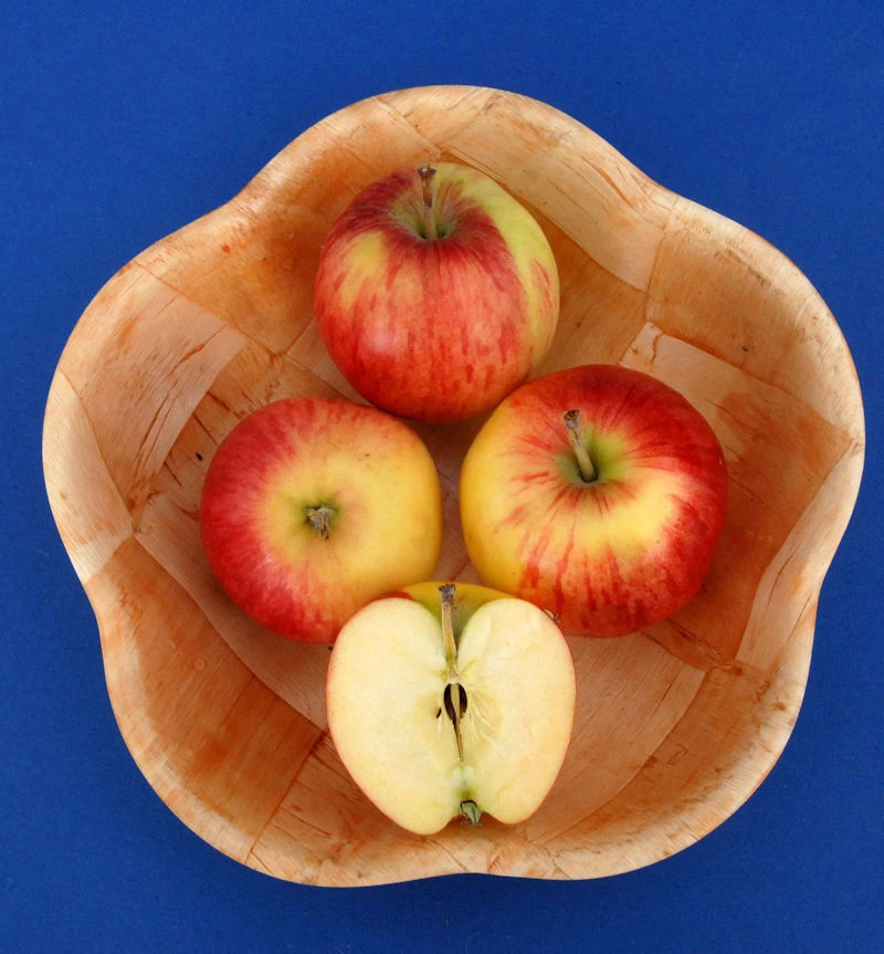 Apfelbaum Reglindis 60-80cm - Säuerlich Und Knackig 1 Apfelbaum Reglindis 60-80cm - Säuerlich Und Knackig