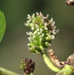 Hochstamm Maulbeerbaum Giant Fruit 100-125cm - Morus Alba