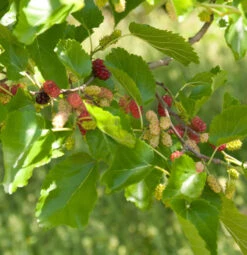 Zwerg Maulbeere Mojo Berry 40-60cm - Morus Rotundiloba