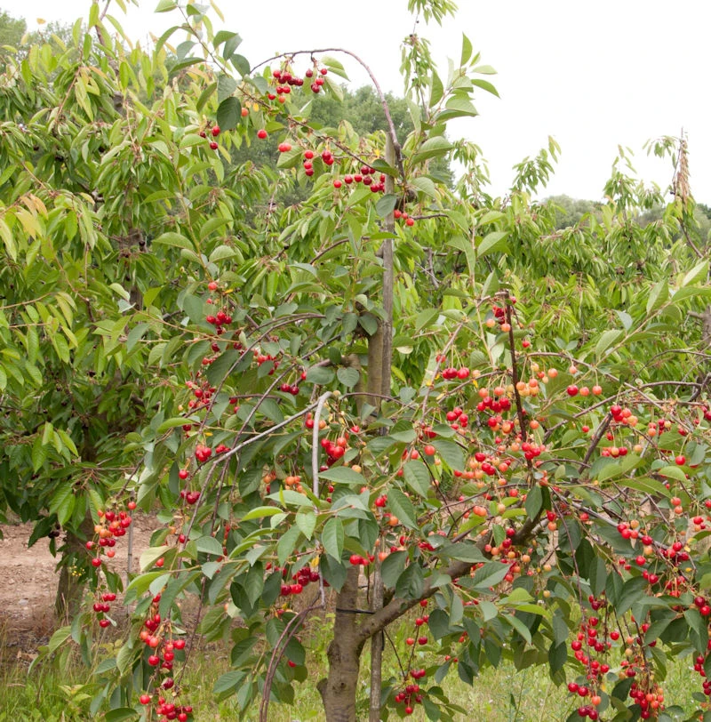 Sauerkirsche Schattenmorelle 60-80cm - Dunkelrote Saure Früchte 1 Sauerkirsche Schattenmorelle 60-80cm - Dunkelrote Saure Früchte