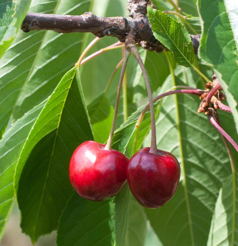 Süßkirsche Büttners Rote Knorpel 60-80cm - Hellrote Süße Früchte 1 Süßkirsche Büttners Rote Knorpel 60-80cm - Hellrote Süße Früchte