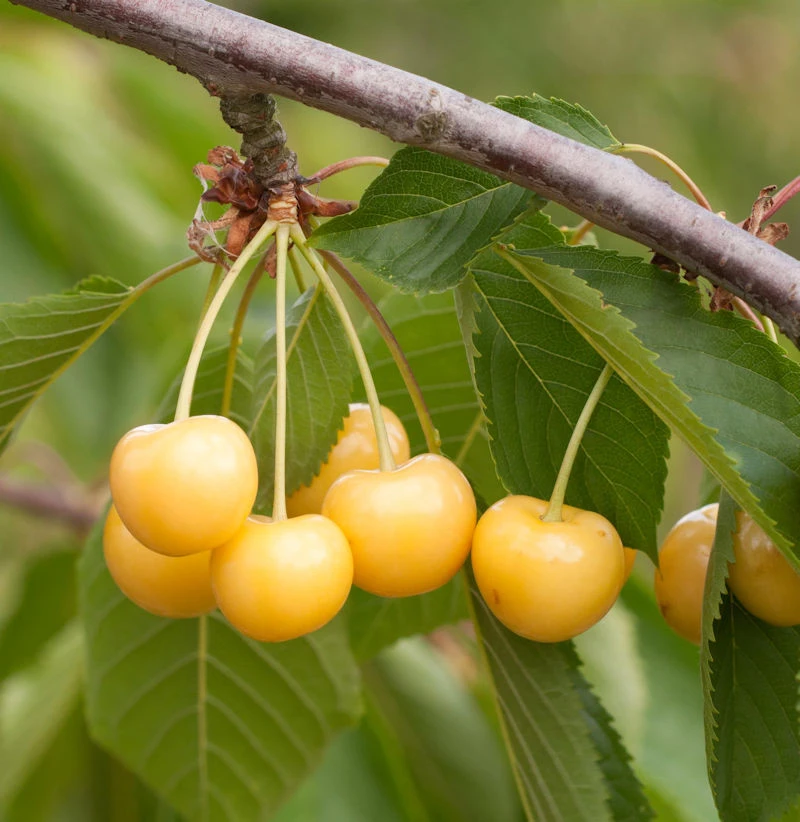 Süßkirsche Dönissens Gelbe Knorpel 60-80cm - Gelbe Süße Früchte 1 Süßkirsche Dönissens Gelbe Knorpel 60-80cm - Gelbe Süße Früchte