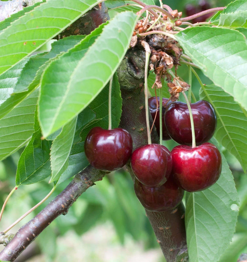 Süßkirsche Große Schwarze Knorpel 60-80cm - Dunkelrote Süße Früchte 1 Süßkirsche Große Schwarze Knorpel 60-80cm - Dunkelrote Süße Früchte