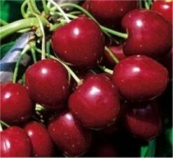 Säulen Süßkirsche Victoria 60-80cm - Süß Und Aromatisch