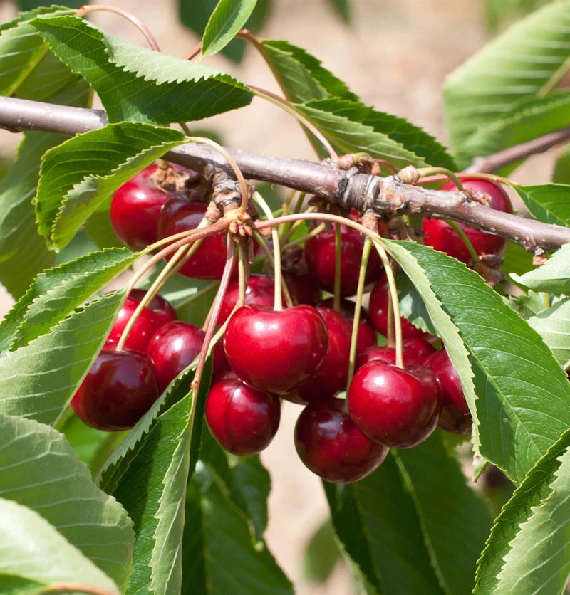 Süßkirsche Korida 60-80cm - Dunkelrote Süße Früchte 1 Süßkirsche Korida 60-80cm - Dunkelrote Süße Früchte