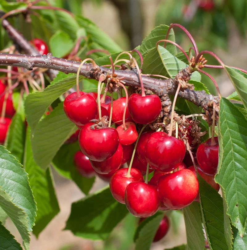 Süßkirsche Oktavia 60-80cm - Dunkelrote Süße Früchte 1 Süßkirsche Oktavia 60-80cm - Dunkelrote Süße Früchte