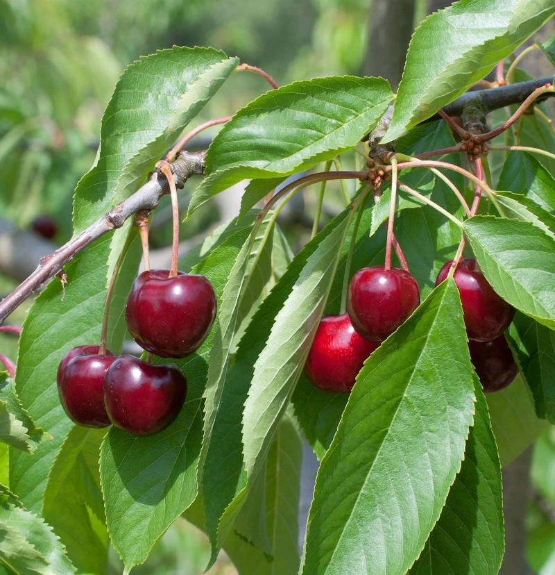 Süßkirsche Regina 60-80cm - Dunkelrote Süße Früchte 1 Süßkirsche Regina 60-80cm - Dunkelrote Süße Früchte