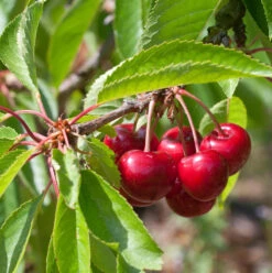 Selbstfruchtende Süßkirsche Stella 60-80cm - Rote Süße Früchte
