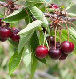 Süßkirsche Valeska 60-80cm - Dunkelrote Süße Früchte