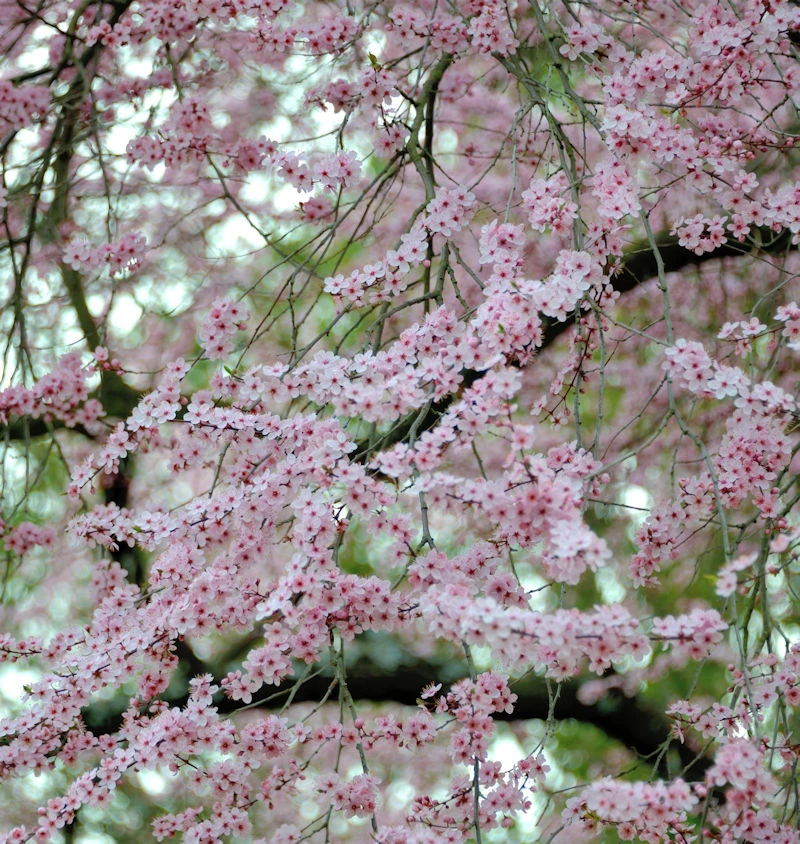 Zierkirsche Moseri 100-125cm - Prunus Blireana 1 Zierkirsche Moseri 100-125cm - Prunus Blireana