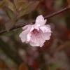 Hochstamm Zierkirsche 80-100cm - Prunus Blireana