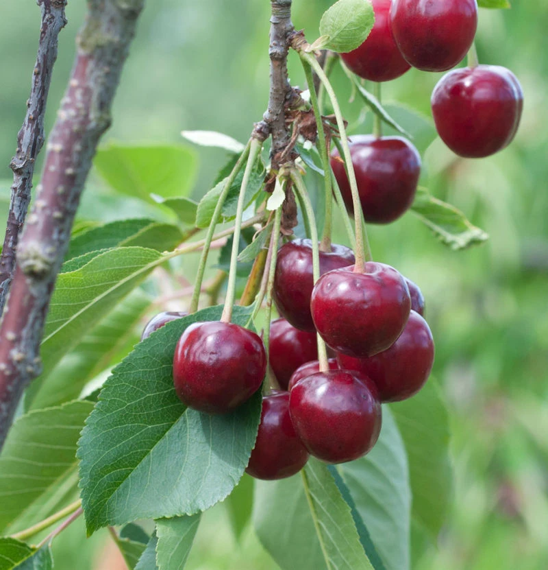 Sauerkirsche Beutelspacher Rexelle 60-80cm - Hellrote Saure Früchte 1 Sauerkirsche Beutelspacher Rexelle 60-80cm - Hellrote Saure Früchte