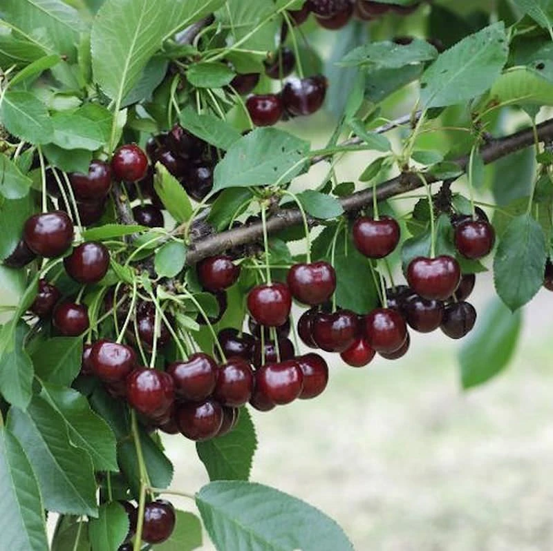 Sauerkirsche Heimanns Rubinweichsel 60-80cm - Dunkelrote Saure Früchte 1 Sauerkirsche Heimanns Rubinweichsel 60-80cm - Dunkelrote Saure Früchte