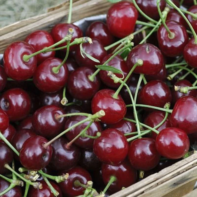 Sauerkirsche Pandy 60-80cm - Dunkelrote Saure Früchte 1 Sauerkirsche Pandy 60-80cm - Dunkelrote Saure Früchte