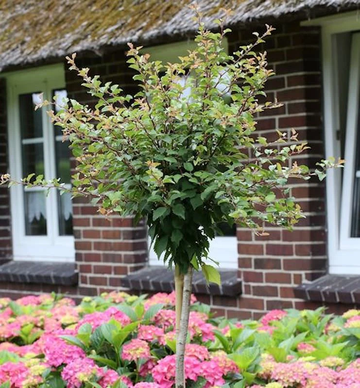 Hochstamm Geschlitzte Zierkirsche Kojou No Mai 60-80cm - Prunus Incisa 1 Hochstamm Geschlitzte Zierkirsche Kojou No Mai 60-80cm - Prunus Incisa