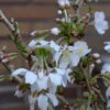 Geschlitzte Zierkirsche Kojou No Mai 40-60cm - Prunus Incisa