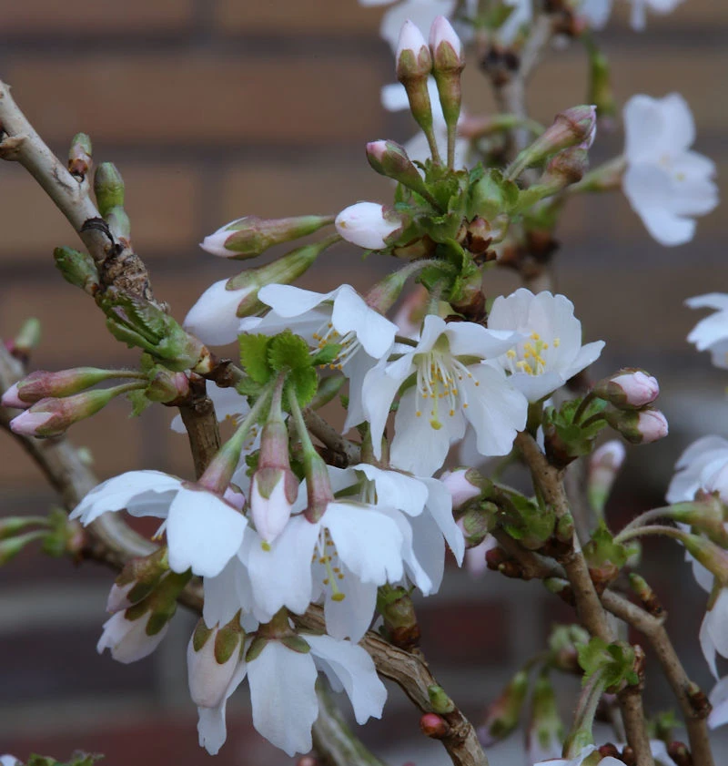 Geschlitzte Zierkirsche Kojou No Mai 40-60cm - Prunus Incisa 1 Geschlitzte Zierkirsche Kojou No Mai 40-60cm - Prunus Incisa