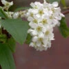 Traubenkirsche 125-150cm - Prunus Padus