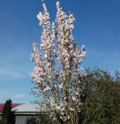 Japanische Säulenkirsche 80-100cm - Prunus Serrulata