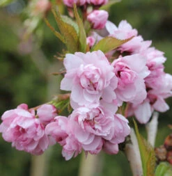 Japanische Hänge Nelkenkirsche 60-80cm - Prunus Serrulata