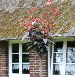 Hochstamm Blut Nelkenkirsche 80-100cm - Prunus Serrulata